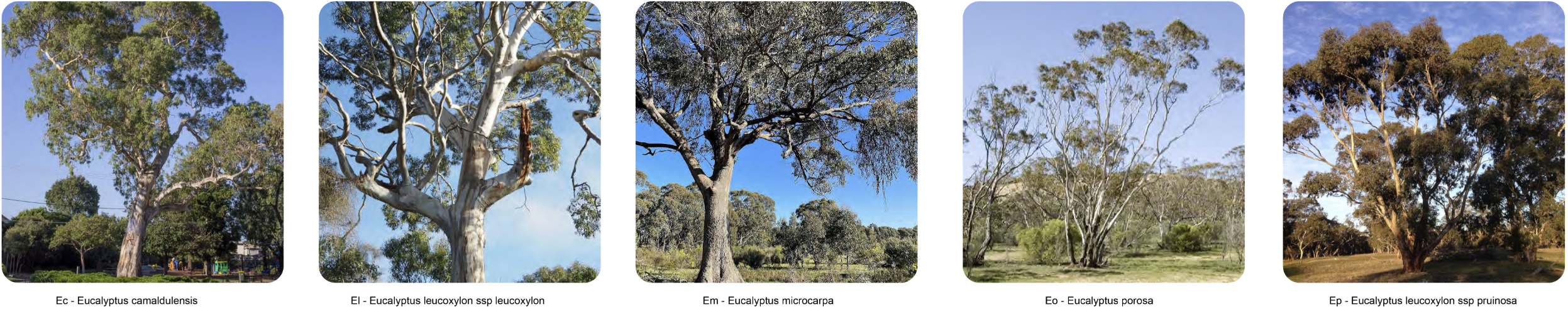 Tree images