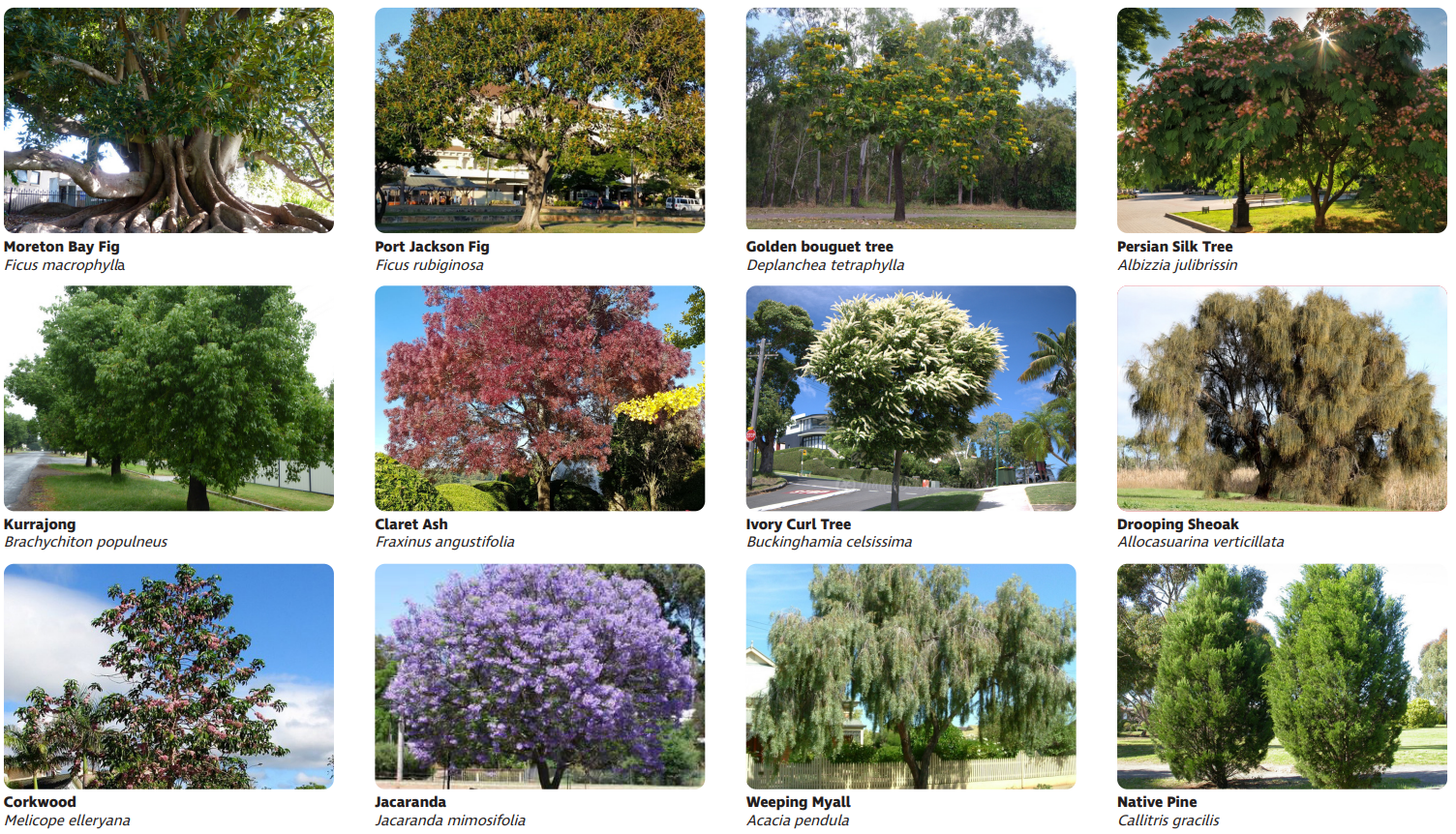 Images of tree species